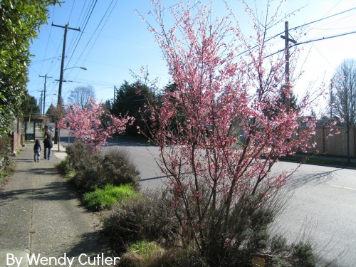 UW Botanic Gardens: Beautify That Boulevard! Inexpensive Steps to a Striking Strip