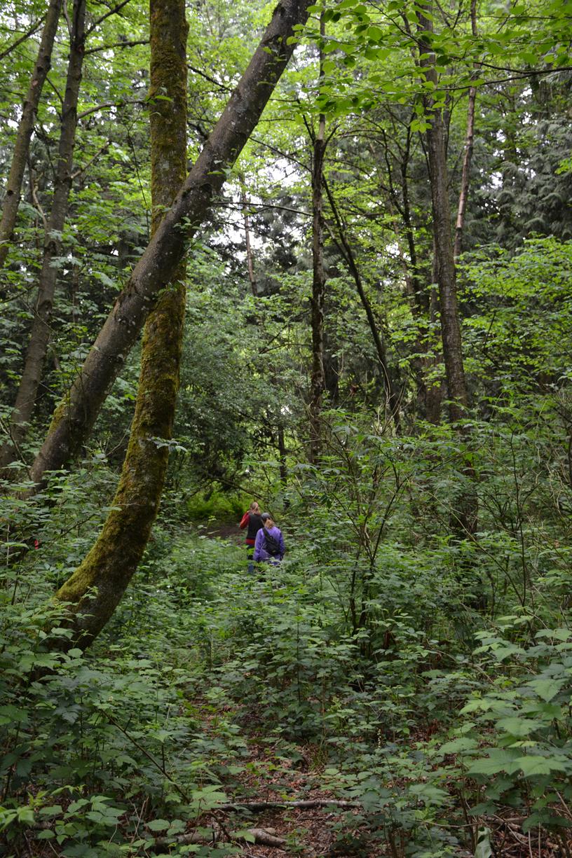 Free Family Event for Creekside Forest