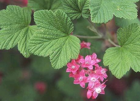 UW Botanic Gardens: Native Splendor in the Garden