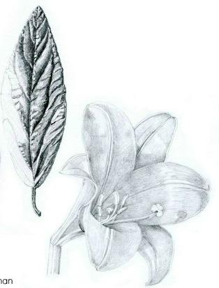 UW Botanic Gardens: Botanical Drawing