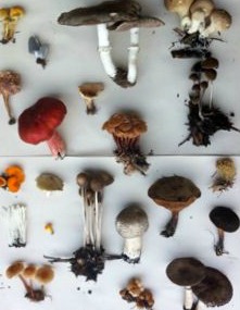 UW Botanic Gardens: Introduction to Mushrooms UW Botanic Gardens: Introduction to Mushrooms