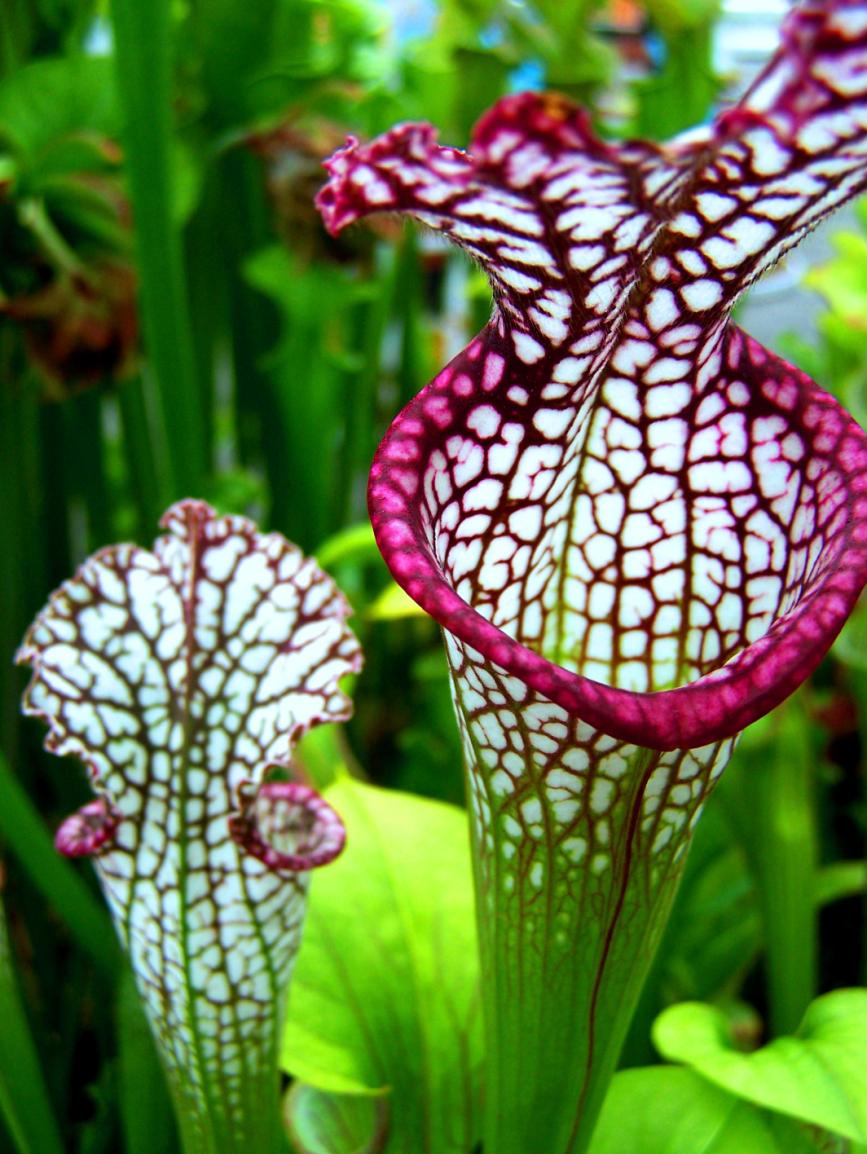magic flowers trick magic flowers trick