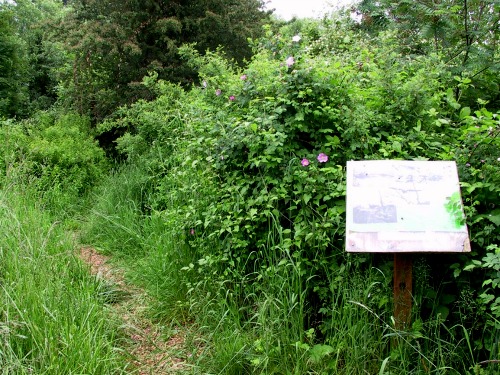 UW Botanic Gardens ProHort: Pruning for Restoration Sites, Natural Areas, and Trailsides