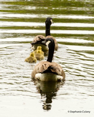 UW Botanic Gardens: Avian Love with Connie Sidles