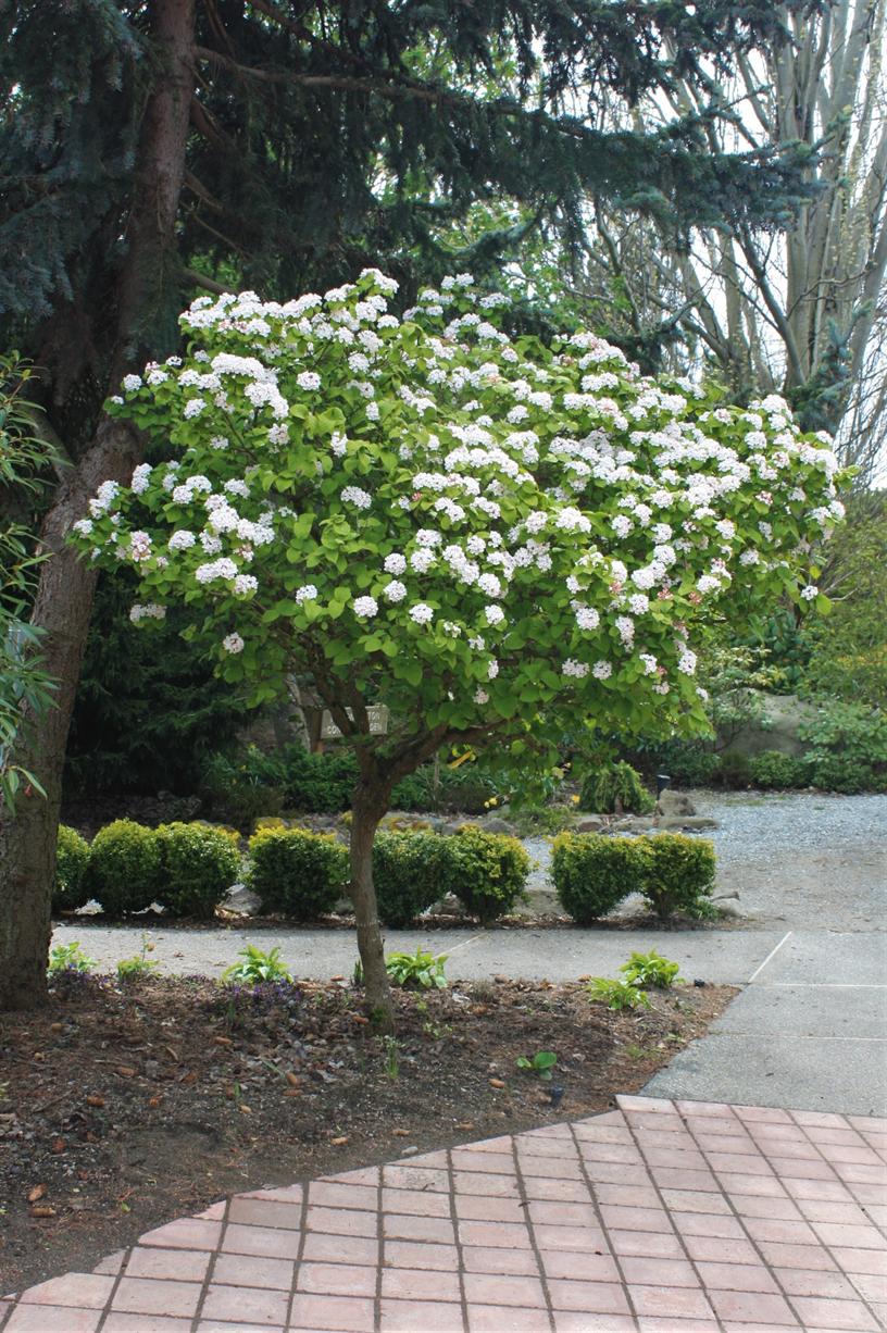 UW Botanic Gardens: Nontraditional Small Trees for the Urban Garden
