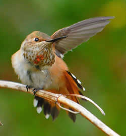 UW Botanic Gardens: Connie Sidles Book Launch
