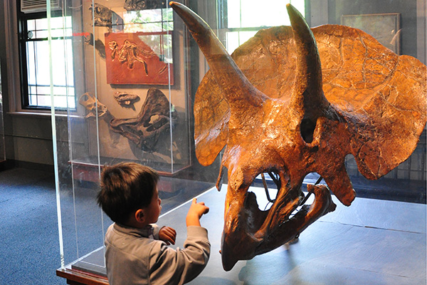 the cretaceous mass extinction