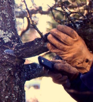 Master Pruner Series: Rehabilitative Pruning with UW Botanic Gardens and PlantAmnesty