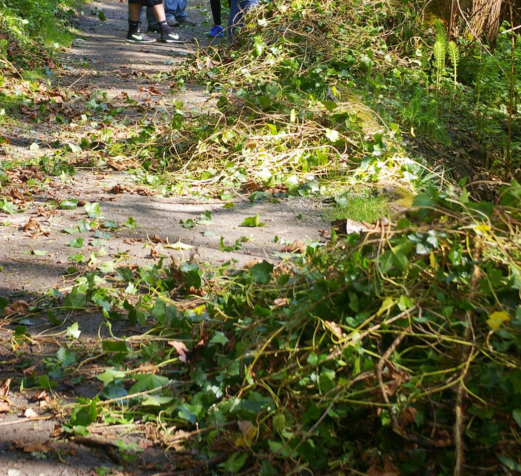 UW Botanic Gardens: Backyard Restoration