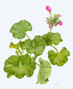 UW Botanic Gardens: Botanical Watercolor UW Botanic Gardens: Botanical Watercolor