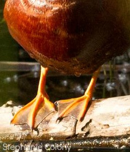 UW Botanic Gardens: Birds' Feet with Connie Sidles