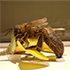 Discover BEES! In Arthropods: Creatures That Rule