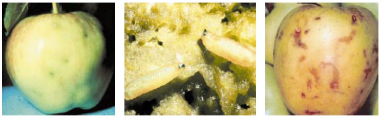 Apple Maggot Photos by WSU Extension.png (744x233)
