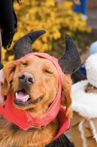 Spooky Pooch Parade