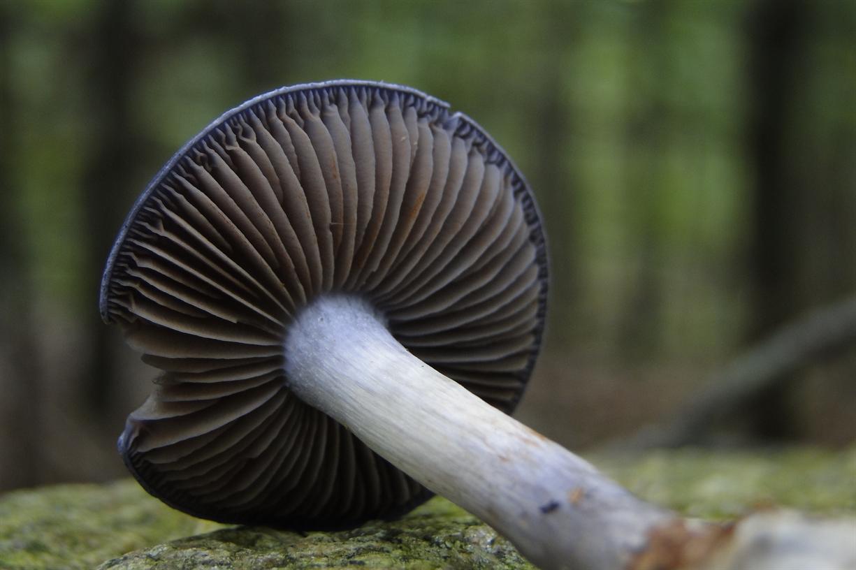 Harvard Museum of Natural History Hosts Harvard's 3rd Fungus Fair
