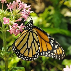 Butterfly Pavilion