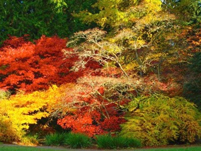 UW Botanic Gardens: A Closer Look: Woodland Garden
