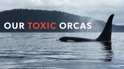 Orca Month: Our Toxic Orcas