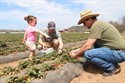 Pick your own spring fun at Sweet Berry Farm