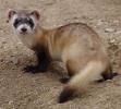Wild Wednesday: Endangered and Threatened in Utah
