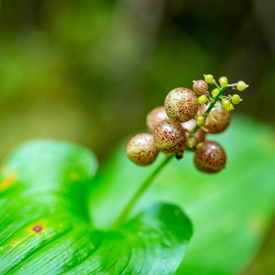 Native Plant Selection & Installation (online)