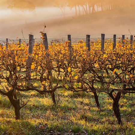 Unexpected Australia: Game-Changing Wines and Vines Down Under