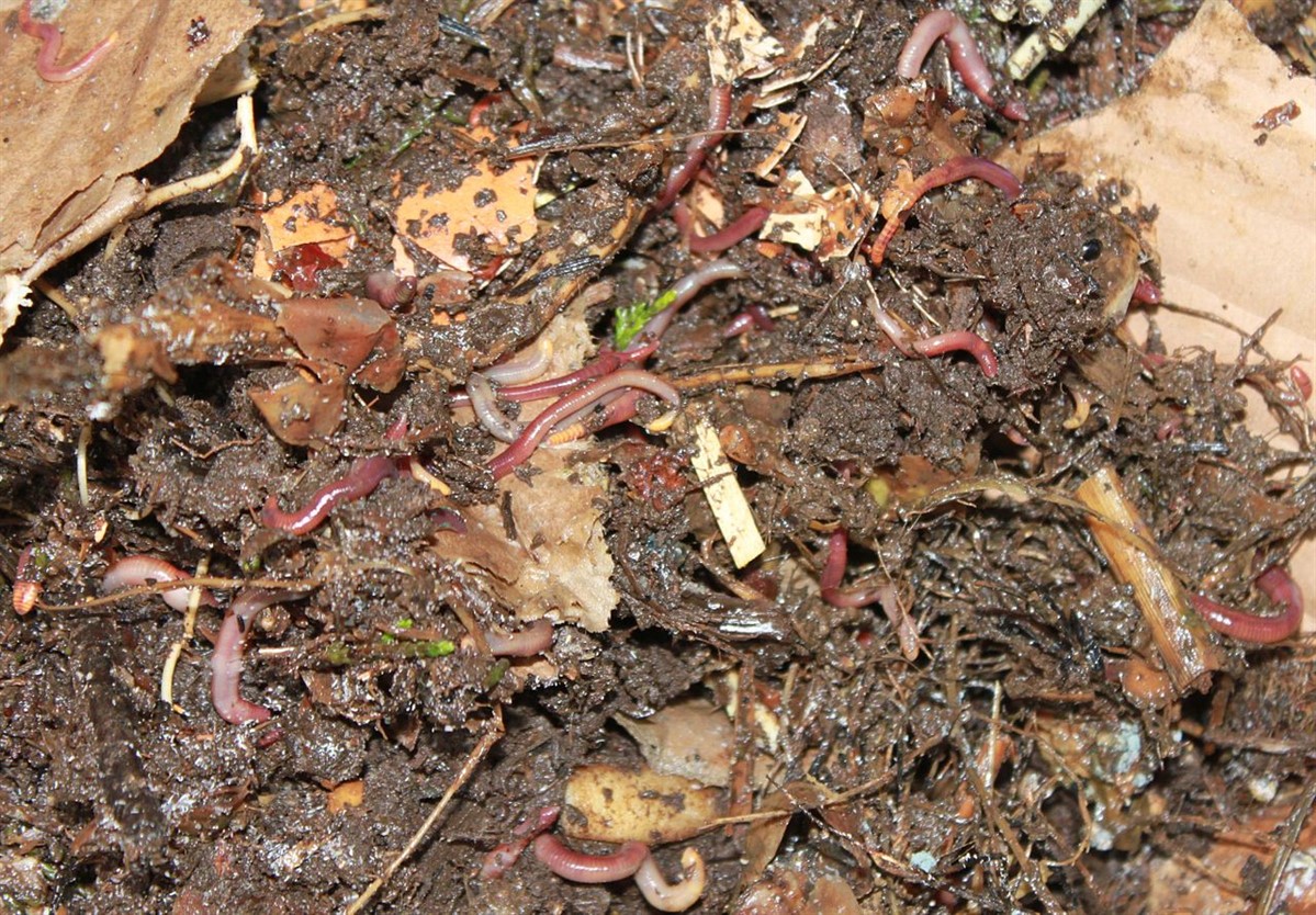 Composting and Worms
