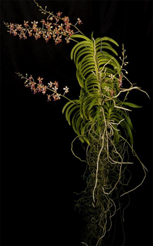 Orchids: Rooted in History