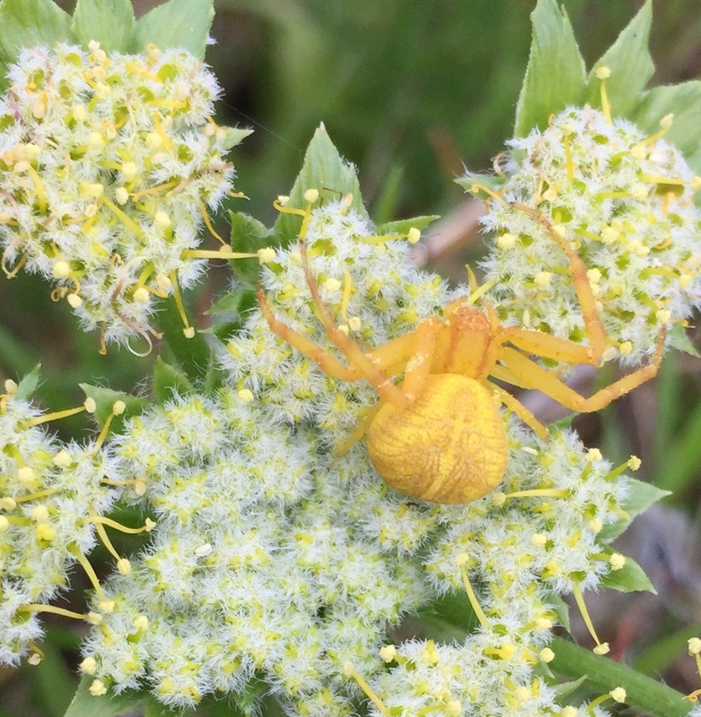 Family Walk: Lake Lagunitas Spiders