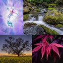 Nevada County Camera Club: Spring Light Exhibition