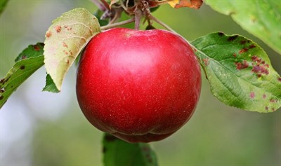 Plant CSI: What's Wrong With My Apple Tree (online)