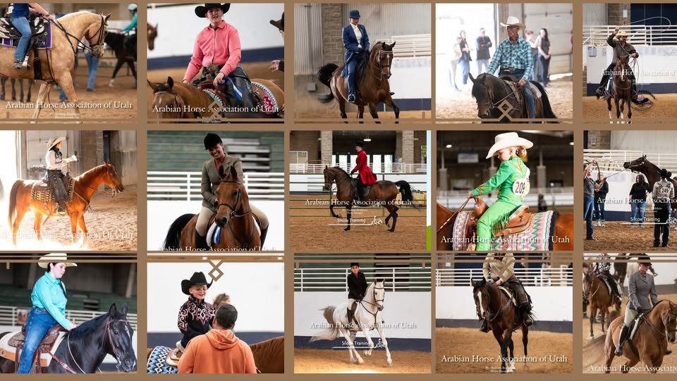 AHAU Autumn Classic Arabian and Open Breed Horse Show