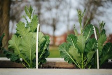 Growing Community: Garden Friends I Growing Community: Garden Friends I