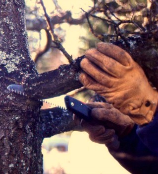 Pruning for Natural Areas (online)