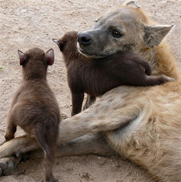 The Expert Is In: The Other Pride of Africa's Savannahs: Hyenas