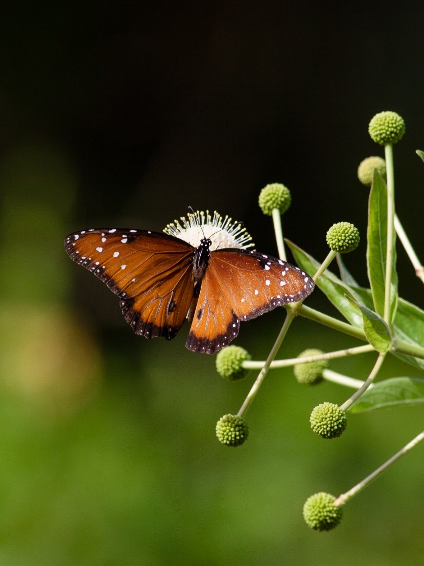 Outdoor Academy: Pollinator Party! (morning class)