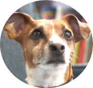 Read with J.R. the Therapy Dog! Read with J.R. the Therapy Dog!