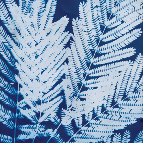 Hands-On History of Photography: The Cyanotype 