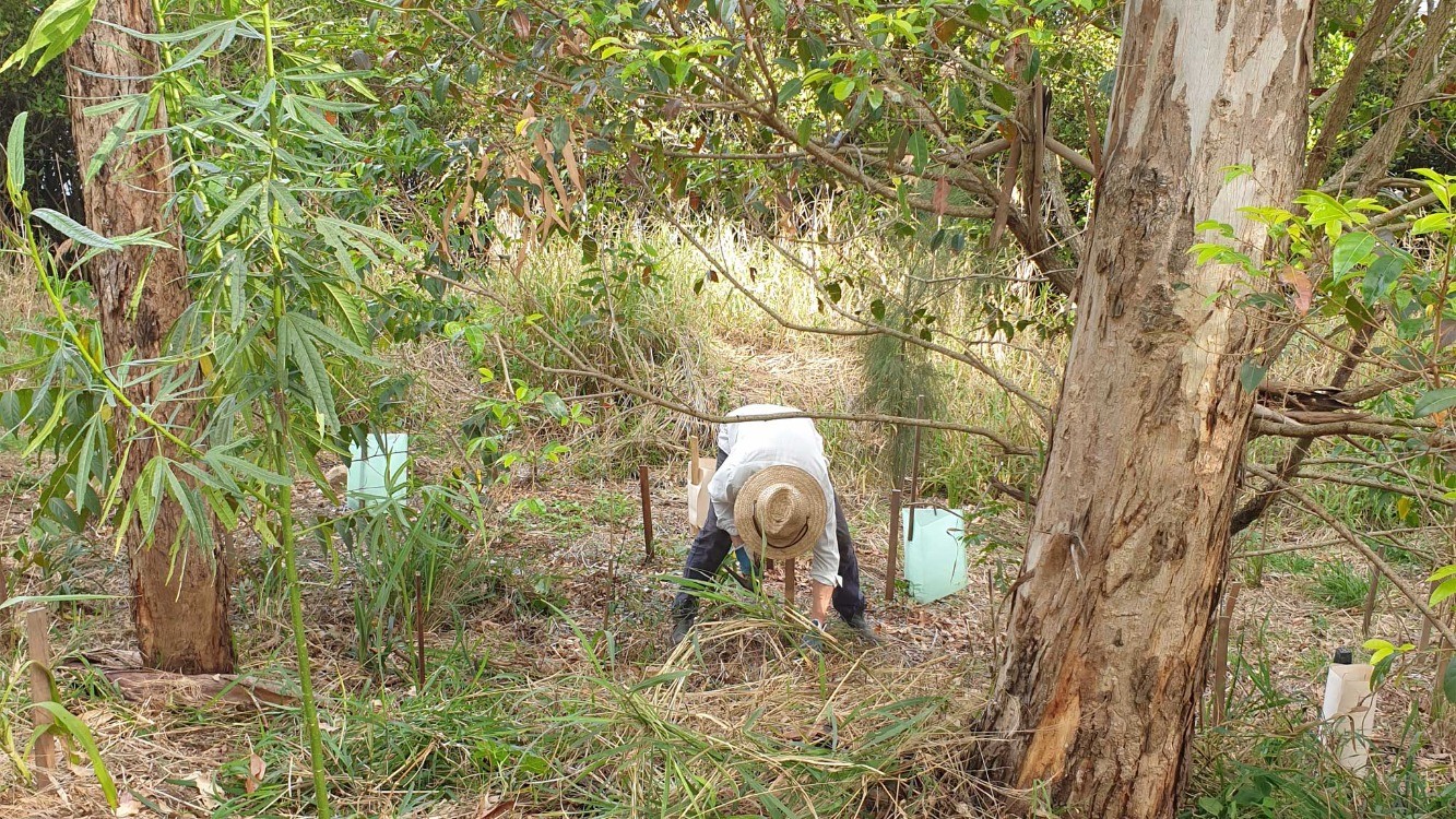 Volunteer Bushcare Working Bee - Yeronga Bushcare Group