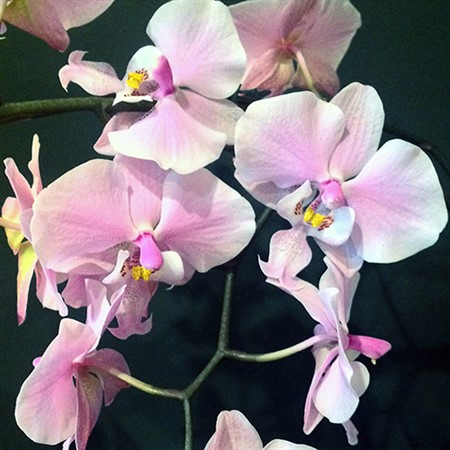 Everything Orchids
