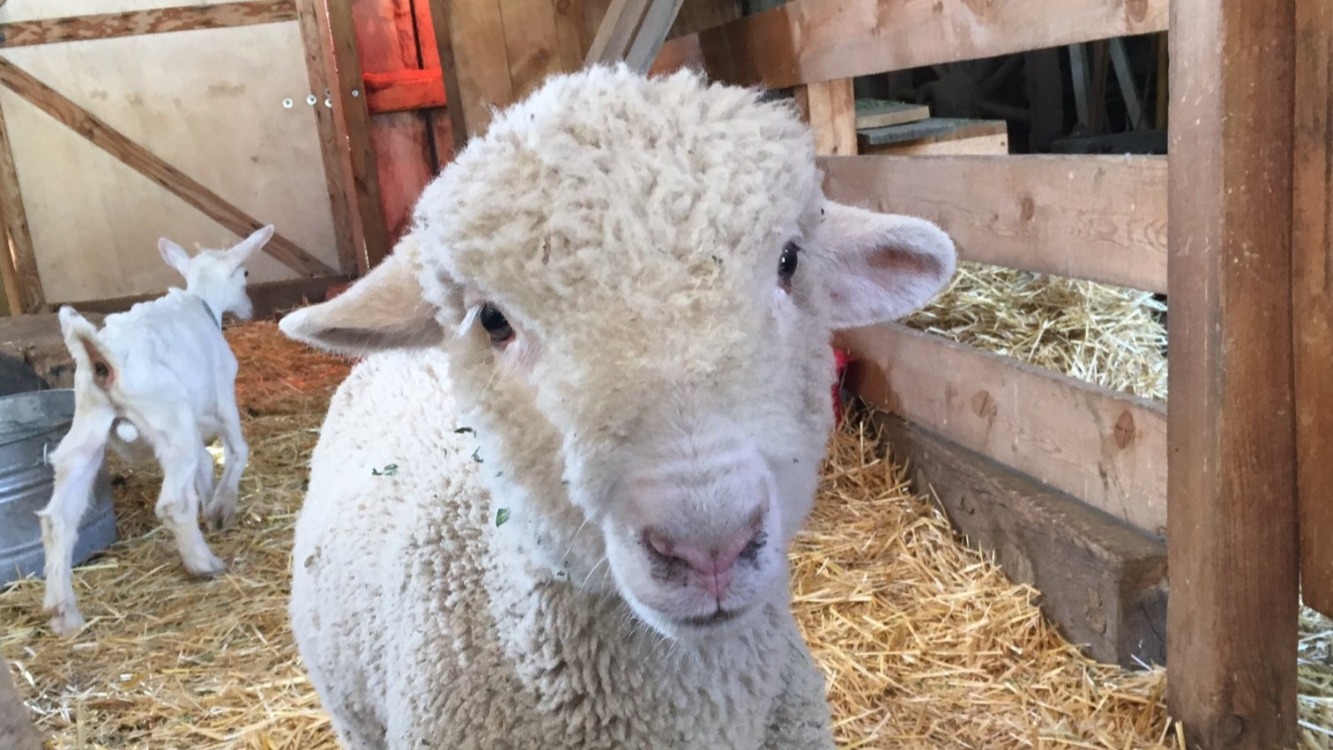 white lamb in straw filled stall looks at camera