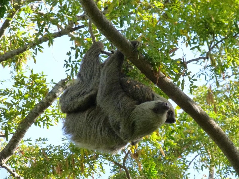 Historia Natural en Casa: En casa en la copa de los Árboles de la Selva Tropical