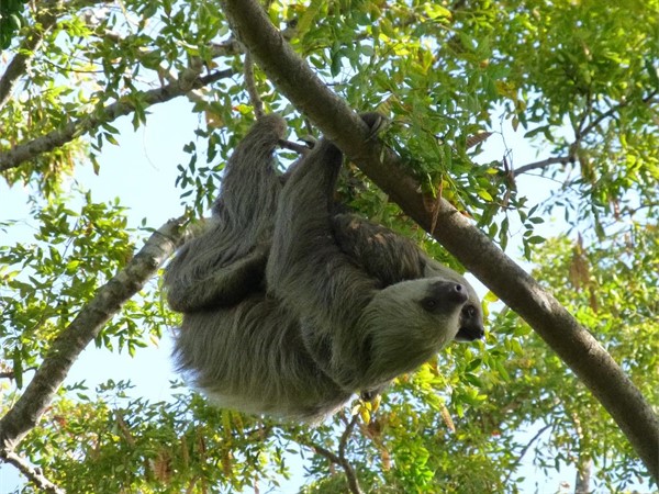Historia Natural en Casa: En casa en la copa de los Árboles de la Selva Tropical