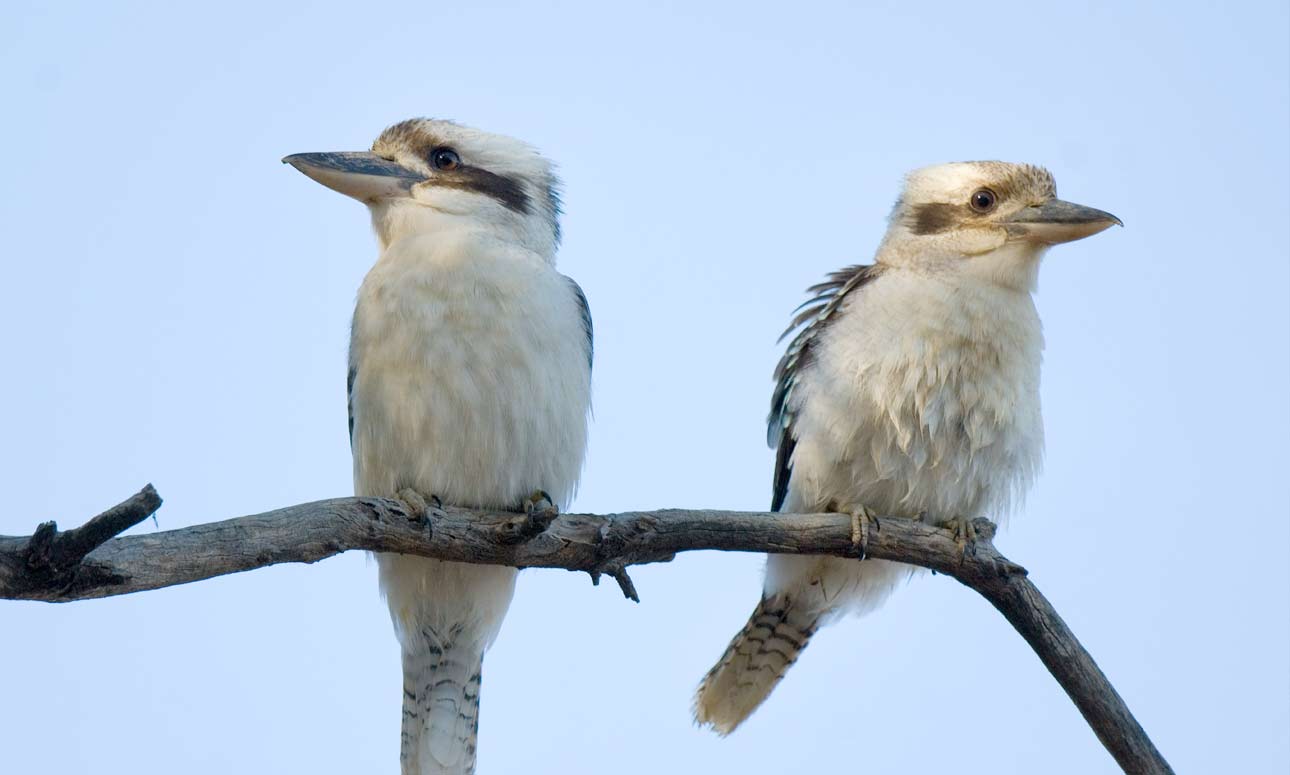 Guided bird watching walk