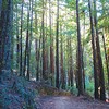 Roy's Redwoods (location change)