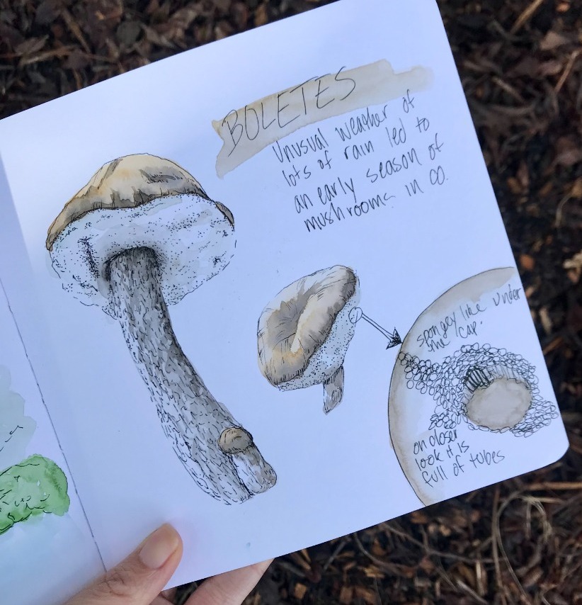 Watercolor Fall Botanicals