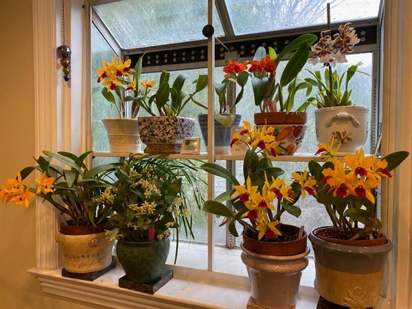 Let's Talk Gardens, Caring for Orchids at Home