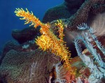 Liquid Realms: An Underwater Photography Showcase Opens in May by Nicholas Berg, Chris Cornell, Marc Davis, Doug Novelly, and Don Scott Liquid Realms: An Underwater Photography Showcase Opens in May by Nicholas Berg, Chris Cornell, Marc Davis, Doug Novelly, and Don Scott
