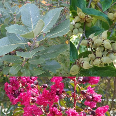 Foliage, Flowers, and Fruit! Summer Tree Identification