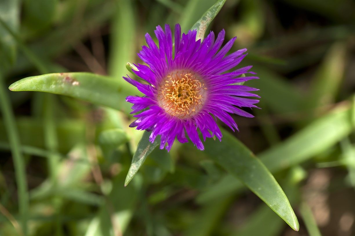 Guided walk of the Tulla-yugaipa Track (useful plants)